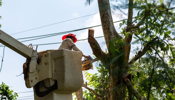Tree care and maintenance services in Nashville