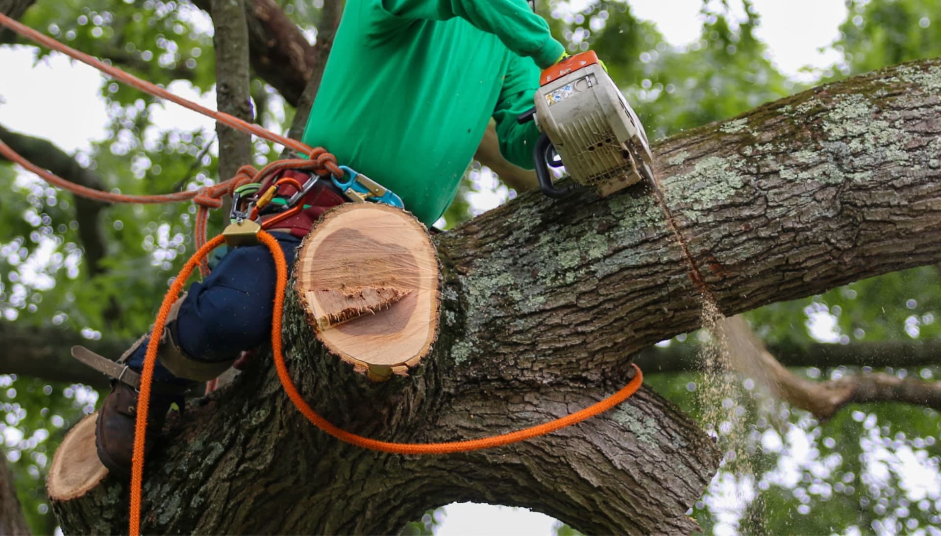Shed your worries away with best tree removal in Nashville