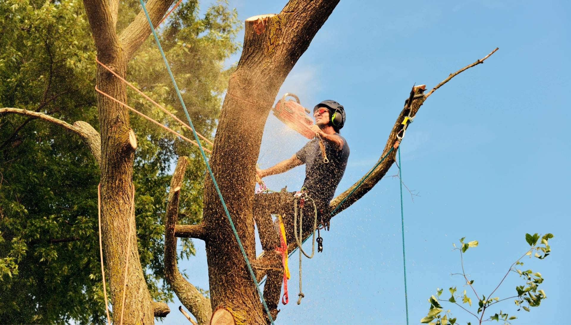 Get rid of tree problems with the expert tree removal contractors in Nashville