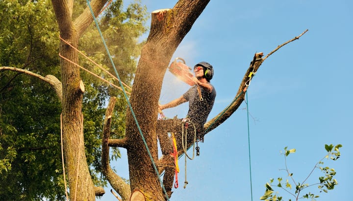 tree removal nashville