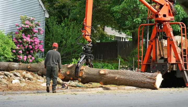 tree service nashville