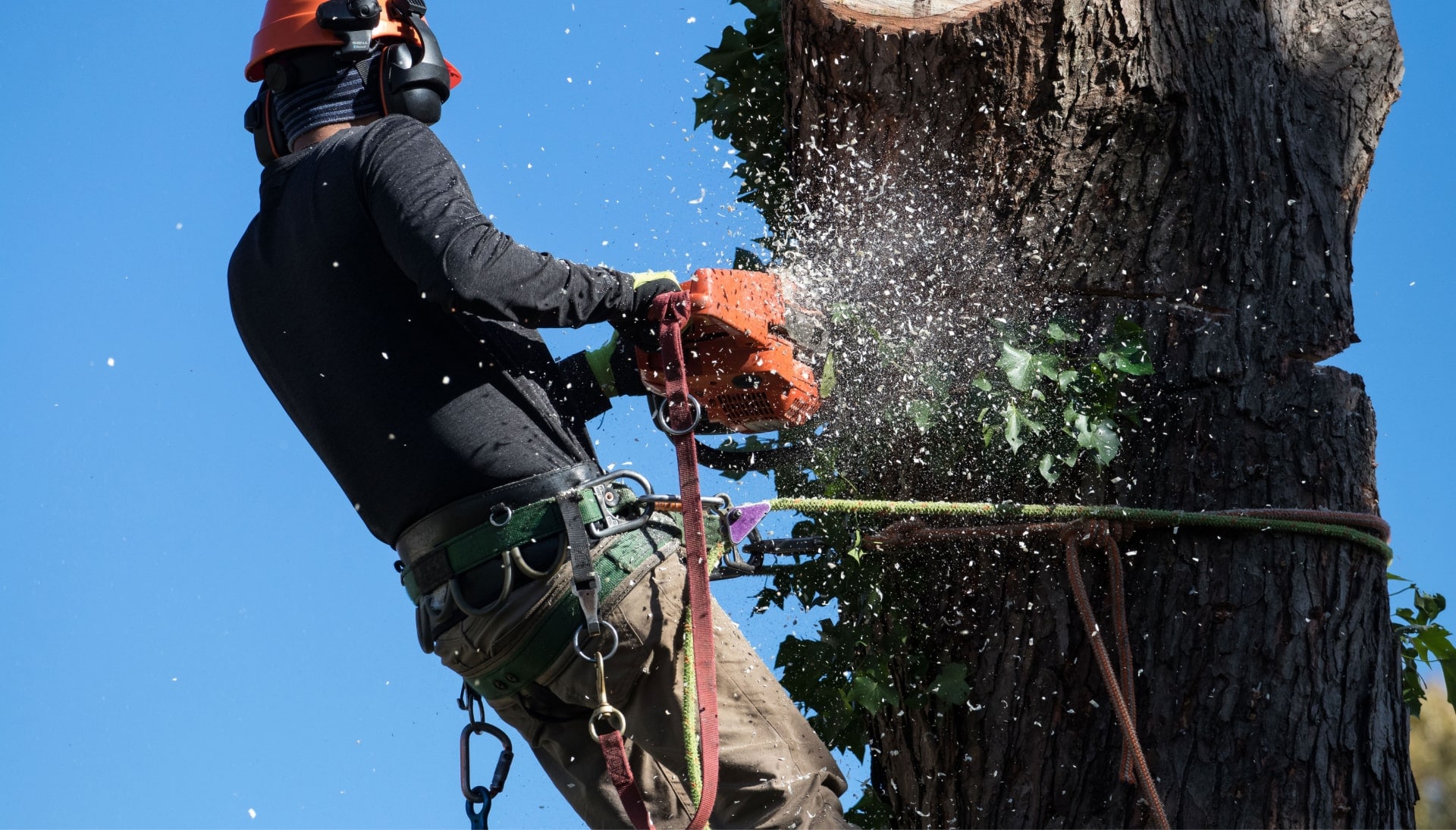 Professional Tree removal solutions in Nashville